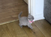 Lovely British shorthair kittens