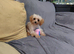 Teacup cavapoo f1b