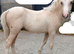 Smart Registered Section A Palomino Colt