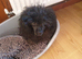 KC Toy Poodle Puppy Girl For Sale