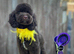 Beautiful cockapoo babies last 3 reduced to find wonderful forever homes