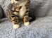 Gorgeous boy kittens