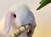 Mini Lop baby boy ready now (super friendly & tame)