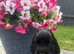 Stunning show cocker spaniels