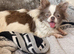 Stunning lilac parti Longcoat female