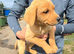 Labrador puppies