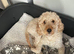 STUD Beautiful cookerpoo