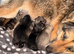 Beautiful Shepsky Puppies Available