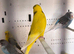 Budgies & Zebra Finch