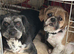 25%jack 75% shishzu beautiful pups