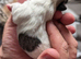 Cute pups for loving homes 500 very adorable