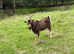 Billy Goat
