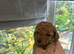 Stunning 100% tiny toy poodles
