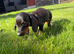 Miniature Dachshund puppy