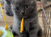 British shorthair pedigree kittens, blues age 9 weeks ready now