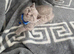 Lovely British shorthair kittens