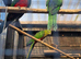 Australian king parrots