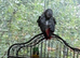 African grey parrot