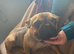 2.5 year old small type French bulldog