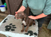 Stunning Vizsla X puppies