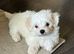Pure breed Maltese puppies
