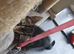 3beautiful burmese cross tabby kittens