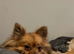 Pomeranian chocolate female