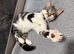 19 Week Female Kitten (beautiful unique markings)