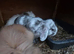 Merl coloured lion lop