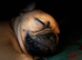 1 French bulldog