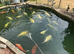 Free koi