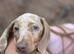Miniature dachshund