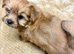 Yorkshire terrier pups,ready to Go
