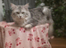 Sliver tabby maine coon boy