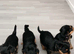 Yorkshire Terrier Puppies