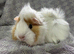 Female guinea pigs