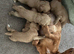 Working cocker spaniels