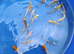 koi High Grade beautiful colours