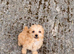 Toy poodle x miniature poodle
