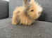 Stunning Angora babies