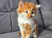 Ginger fluffy boy