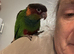Semi tame blue throated conures