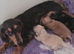 Kc Dapple mini long haired Dachshund