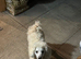 Cream Toy poodle