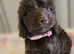Beautiful puppies