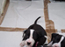 American bully cross dalmation (Girl)