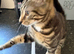 Boy kittens looking for their forever home ASAP