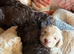 F1b cockapoo pups