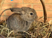 Mini Lop x Standard Rex Rabbits [Ready to Leave]