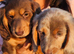 Long haired mini dachshund pups